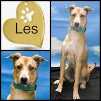 adopt-pet