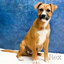 adopt-pet
