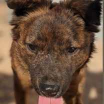 adopt-pet
