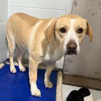adopt-pet