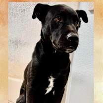 adopt-pet