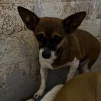 adopt-pet