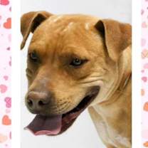 adopt-pet