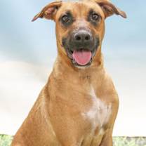 adopt-pet