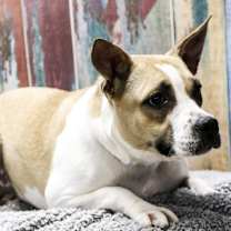 adopt-pet