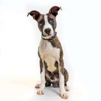 Thumbnail photo of Beiber #1