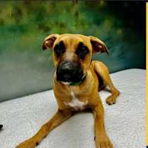 Thumbnail photo of Etta aka Yuki #2