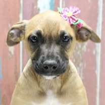 Thumbnail photo of Etta aka Yuki #3