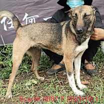 Thumbnail photo of Scarlet 9887 #2