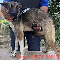 Thumbnail photo of Scarlet 9887 #3