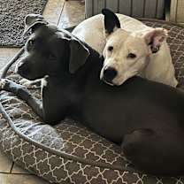 Thumbnail photo of Asta KR #2