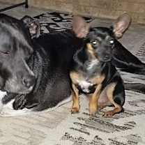 Thumbnail photo of Baby Bat DG* #2