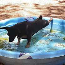 Thumbnail photo of Baby Bat DG* #3