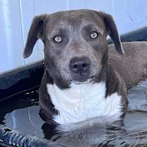 Thumbnail photo of Asta KR #4