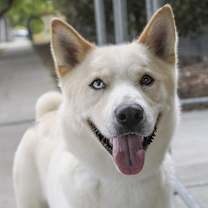 Thumbnail photo of PONGO #1