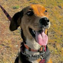 Thumbnail photo of Boone AM #1