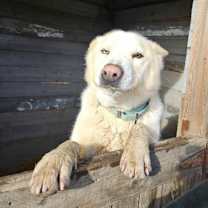 Thumbnail photo of PONGO #2