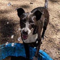 Thumbnail photo of SLICK #4