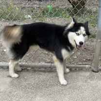 Thumbnail photo of ALMA #3