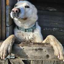 Thumbnail photo of PONGO #3