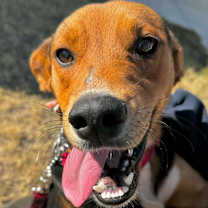 Thumbnail photo of Boone AM #2