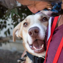 Thumbnail photo of BAXTER #3