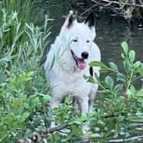 Thumbnail photo of LOKI #2