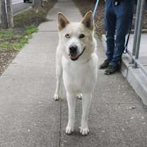 Thumbnail photo of PONGO #4