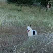 Thumbnail photo of LOKI #3