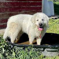 Thumbnail photo of FINN #3