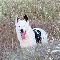 Thumbnail photo of LOKI #4