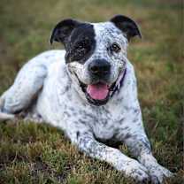 Thumbnail photo of McDaddy JuM #1