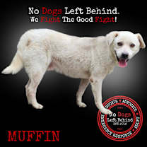 Thumbnail photo of Muffin 9853 #1