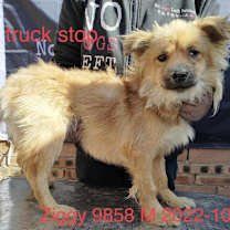 Thumbnail photo of Ziggy 9858 #2