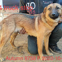 Thumbnail photo of Autumn 9758 #2