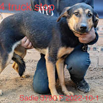 Thumbnail photo of Sadie 3790 #2