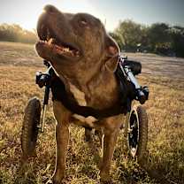 Thumbnail photo of Forrest Gump AG aka Hardy JuM #1