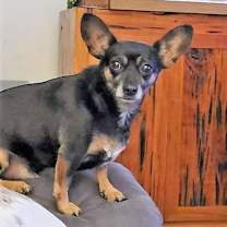 Thumbnail photo of Baby Bat DG* #1