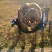 Thumbnail photo of Forrest Gump AG aka Hardy JuM #2