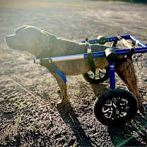 Thumbnail photo of Forrest Gump AG aka Hardy JuM #3