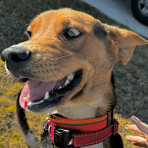 Thumbnail photo of Boone AM #4