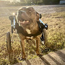 Thumbnail photo of Forrest Gump AG aka Hardy JuM #4