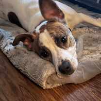 Thumbnail photo of Lenny NN #1