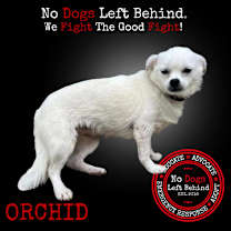 Thumbnail photo of Orchid 9817 #1