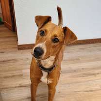 Thumbnail photo of KODA #1
