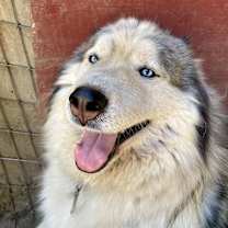 Thumbnail photo of VIGGO #1