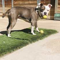 Thumbnail photo of BAZINGA #3