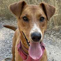 Thumbnail photo of KODA #3
