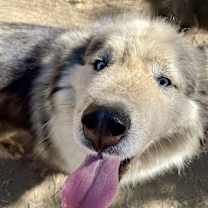 Thumbnail photo of VIGGO #2