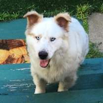 Thumbnail photo of SHIRO #2